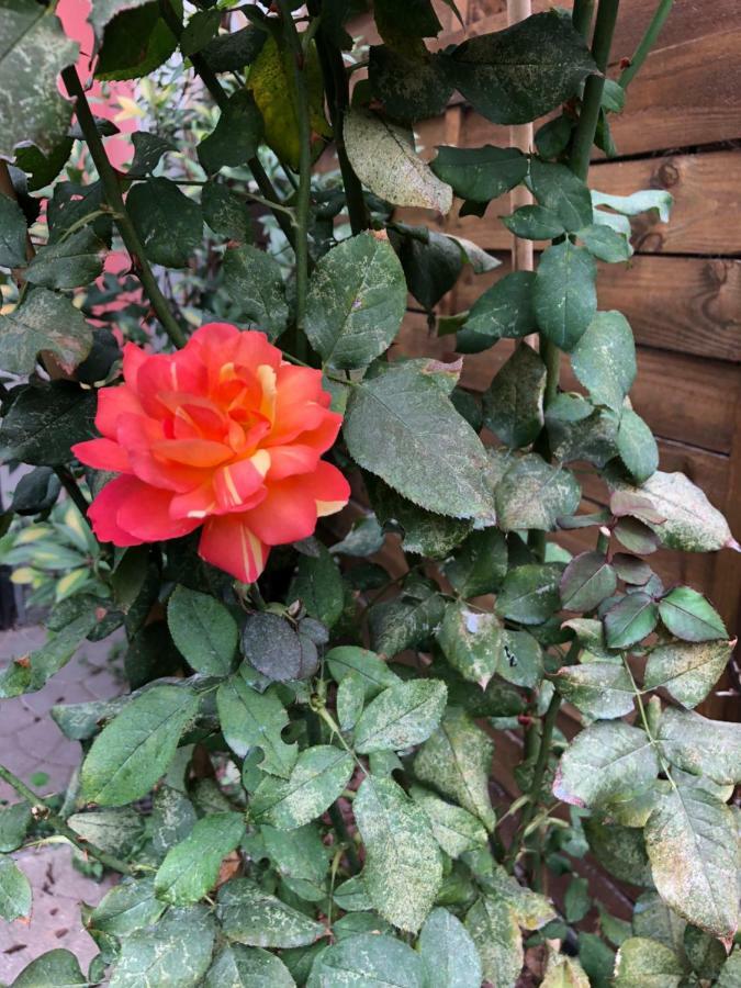 شقة La Porta Nel Giardino آستي المظهر الخارجي الصورة